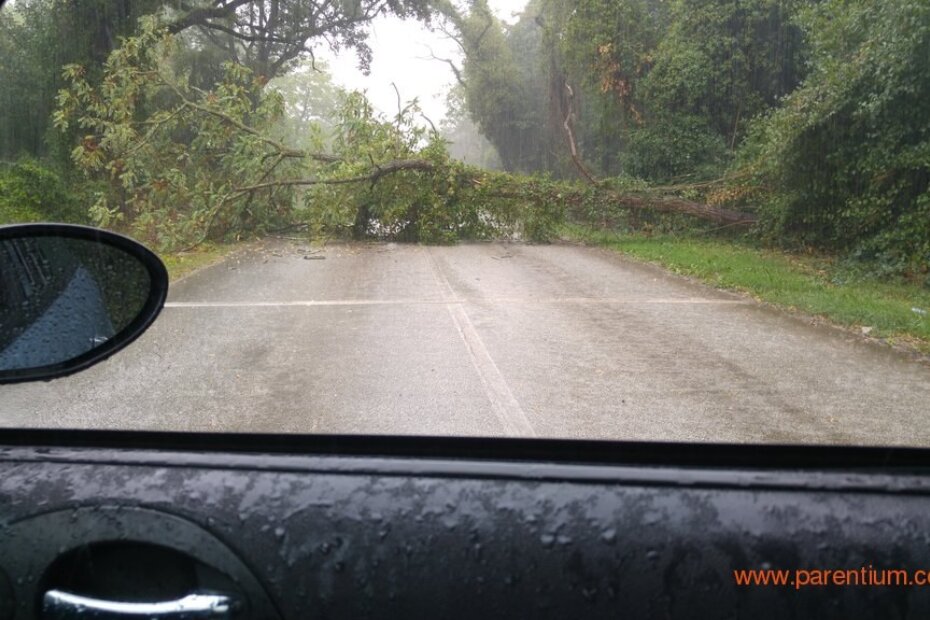 Srušeno stablo na cesti Červar Porat - Bašarinka (snimio čitatelj)