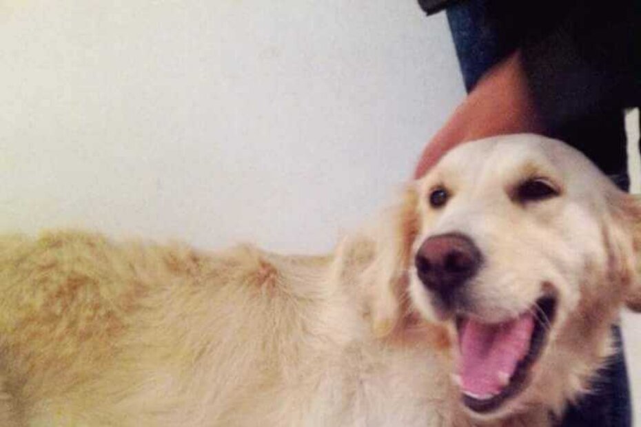 Nova Vas: pronađena Kala!