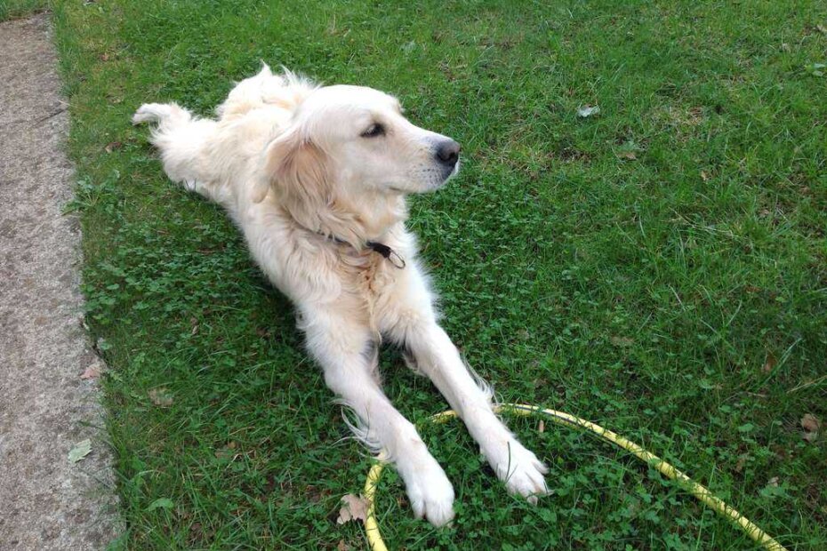 U Novoj Vasi pronađen pas - poznajete li vlasnike?