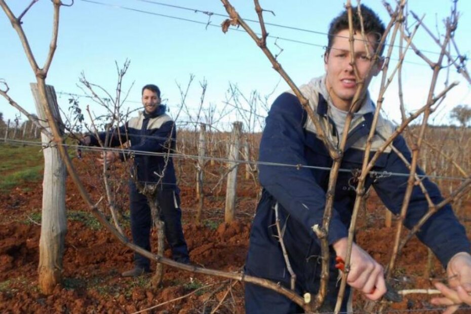 Vrijeme je za obrezivanje vinograda, ako treba, već od same zore pa do mraka