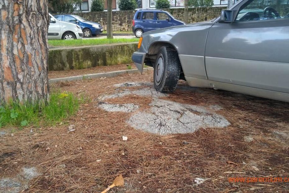 Korijenje stabala uništava asfalt