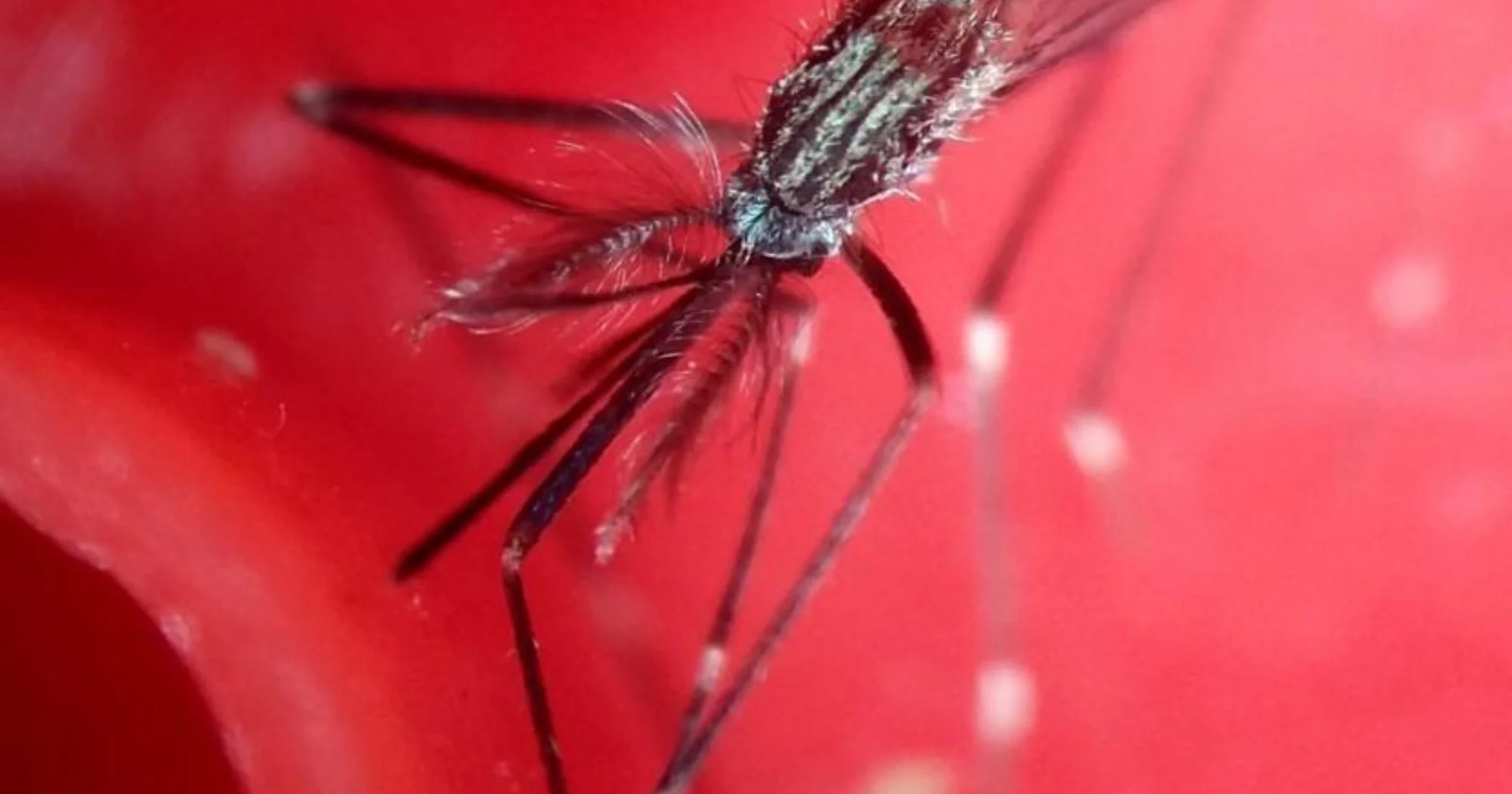 Japanski komarac pronađen na području Bala Parentium Nezavisni