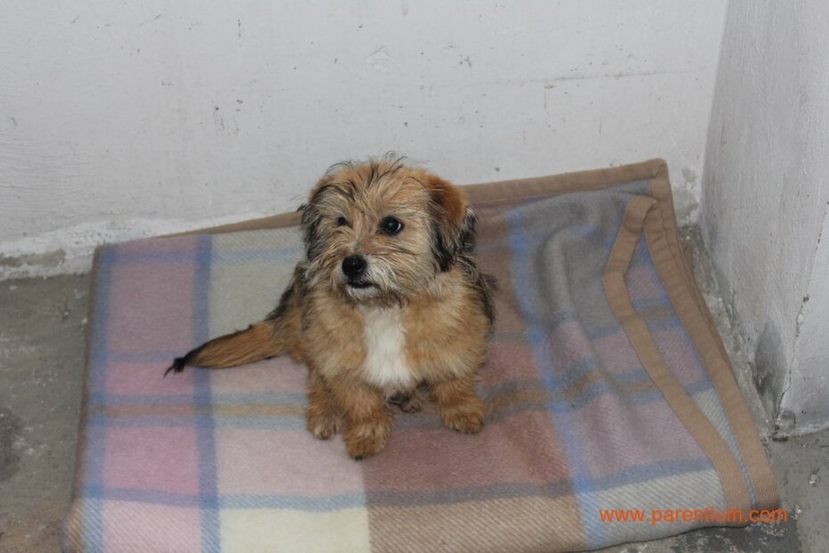 Psić je na u sigurnosti i na toplome, u kotlovnici Vatrogasnog doma Poreč