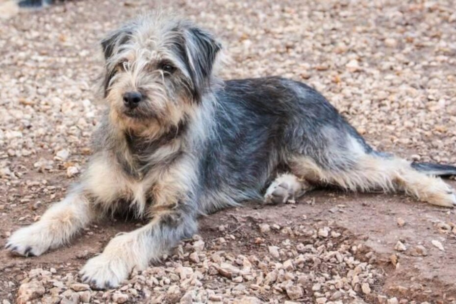 Hana - ljepotica, čupavica, težine 9 kg, 8-9 mjeseci stara, visine do koljena. Umiljata i brzo uči.