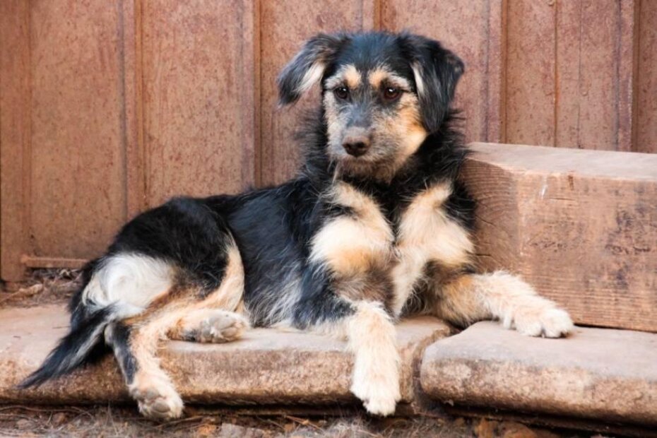 Toto - jedini dečko među tolikim djevojčicama, 9 kg težak, 8-9 mjeseci star i preeesladak. Vrlo umiljat, stalno se želi maziti i velika je dobrica.