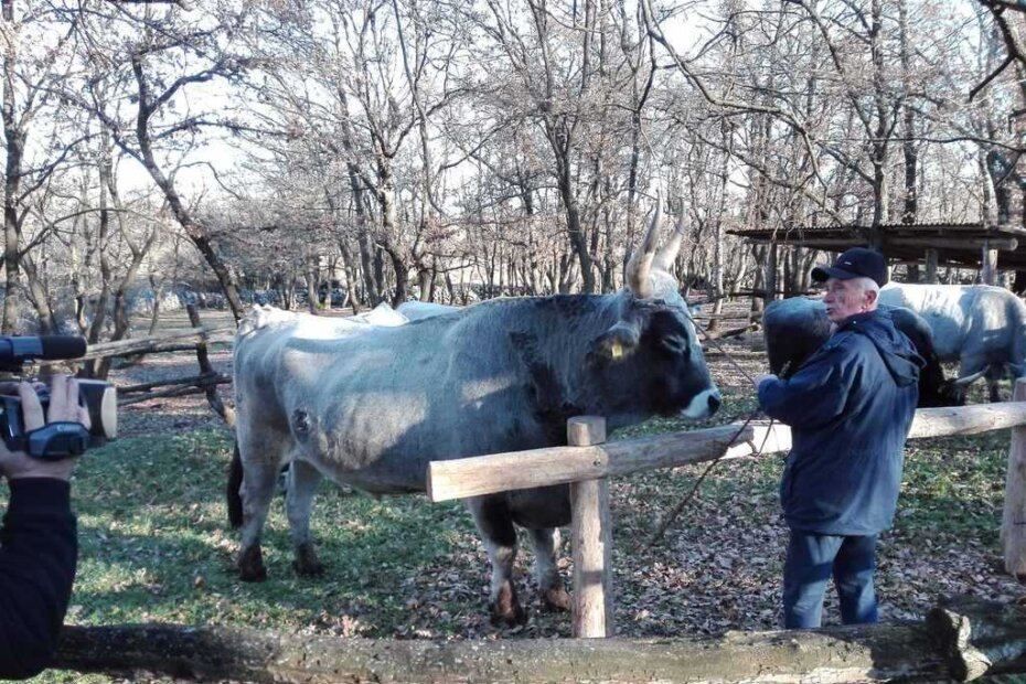 Uzgajivač boškarina Mario Gašparini
