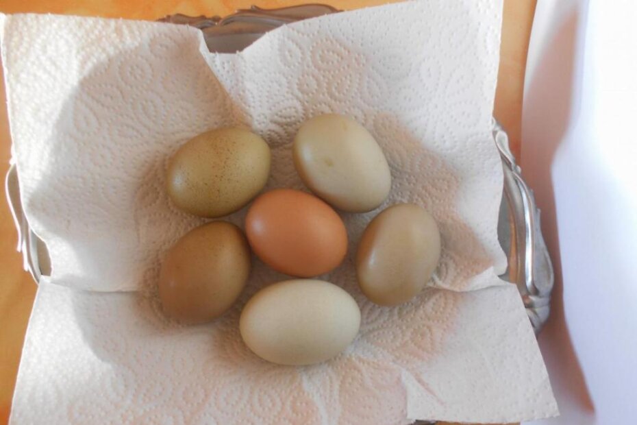 Šarena jaja iz Štefanićevog kokošinjca