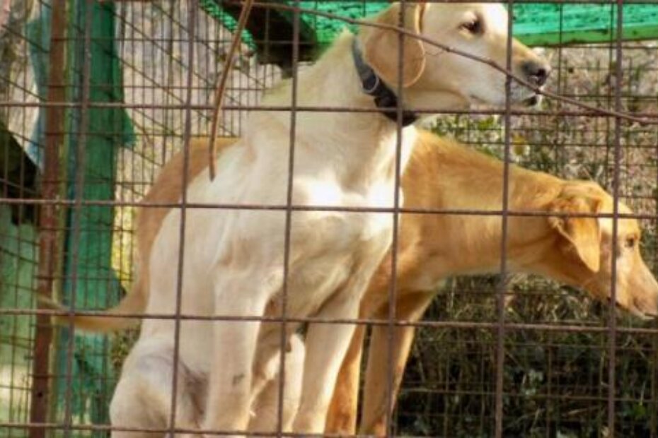 Dva psa pod terapijom