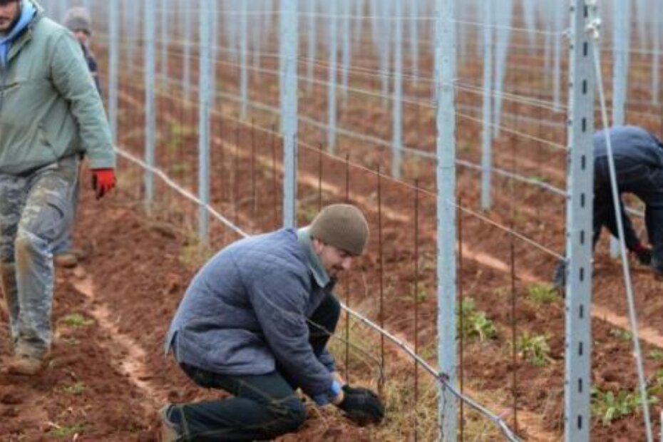Za krčenje i novu sadnju samo jednog hektara vinograda investicija iznosi 170.000 kuna (M. MIJOŠEK)