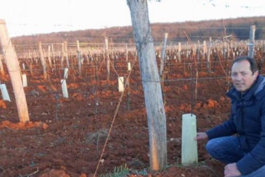 Eliđo Pilato iz općine Vižinada morao je povaditi 20 posto trseva (bijele obloge pokazuju posađene mladice)