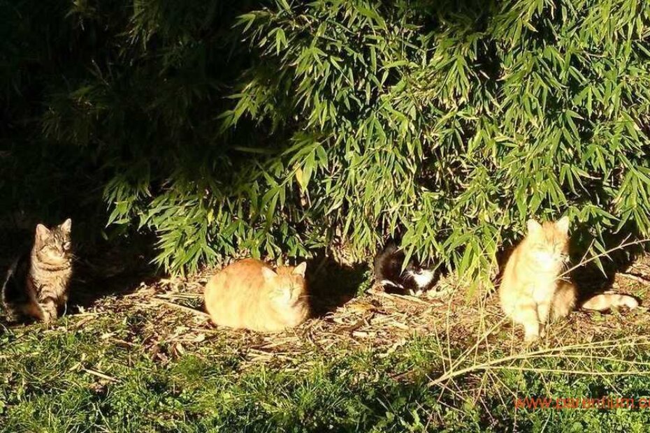 Zdrave, sterilizirane i nahranjene gradske mace