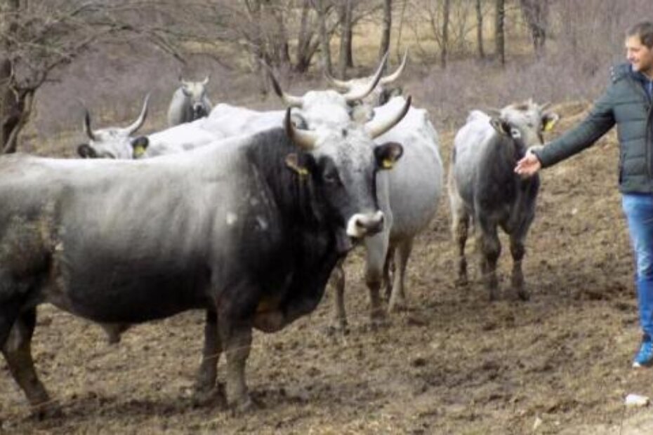 Ivan Mejak iz Podgaća uzgajivač je istarskog goveda