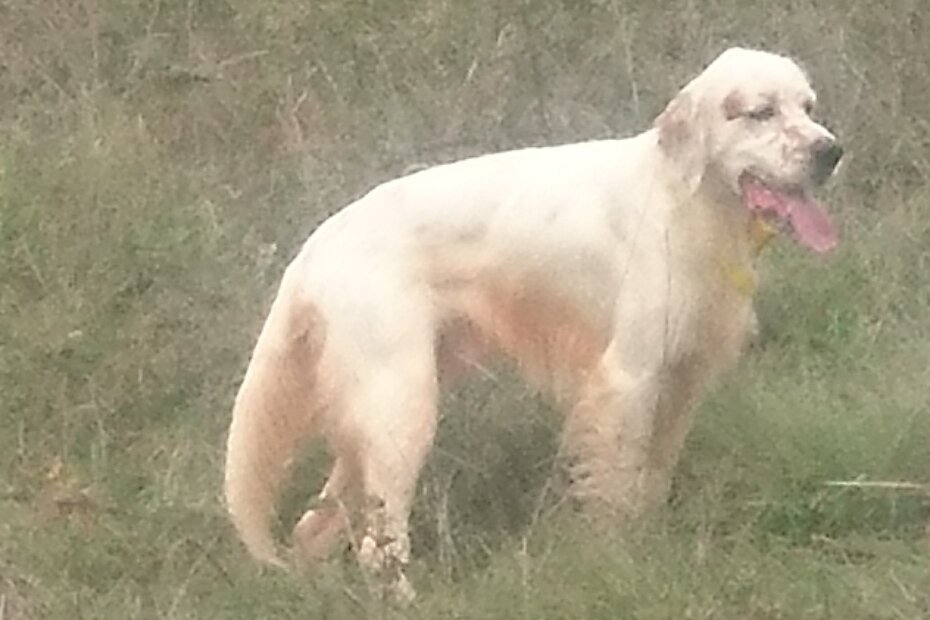 Izgubljen engleski seter Lopi - jeste li ga vidjeli?