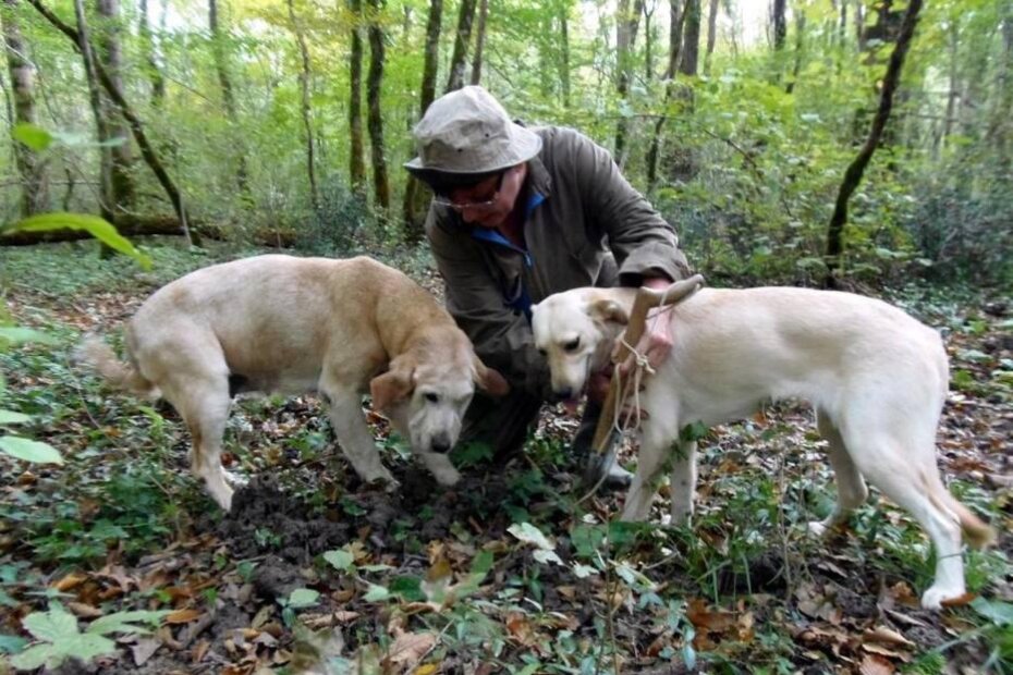 Tartufari su prva karika u lancu zaštite tartufa (G. ČALIĆ ŠVERKO)
