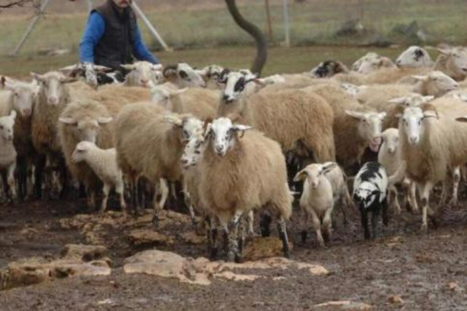 Na Stanciji Špin kod Tara oko 2.000 je ovaca (Milivoj MIJOŠEK)