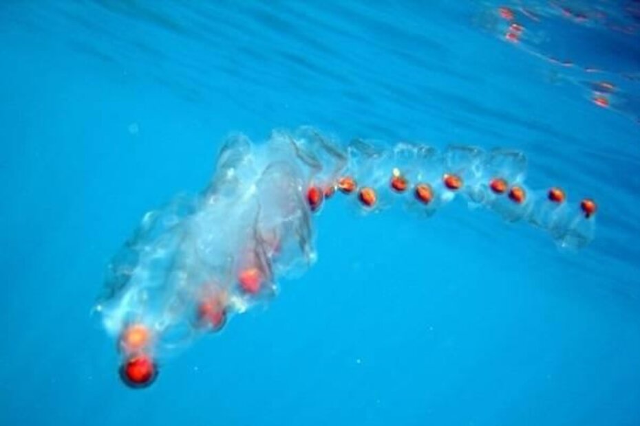 Salpa MAxima - kolonija