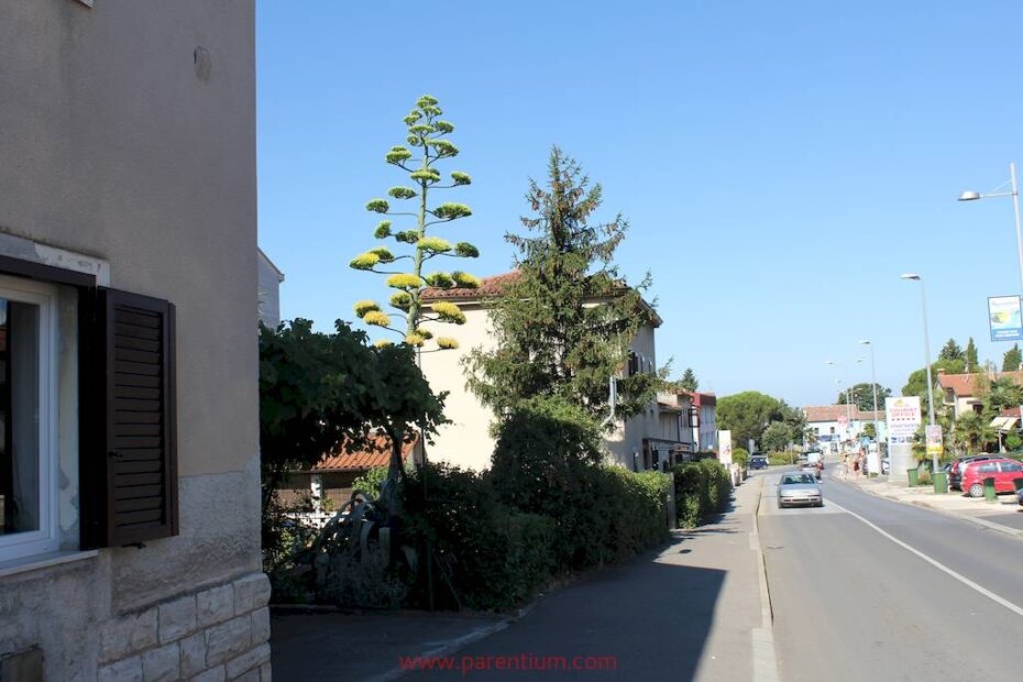 Agava u Vlašićevoj ulici stara je tridesetak godina