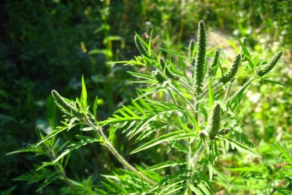 Ambrozija - uzročnik alergija