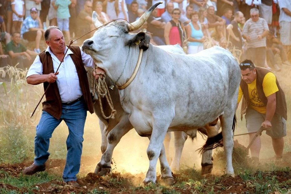 Takmičenje u oranju u vali (M. MIJOŠEK)