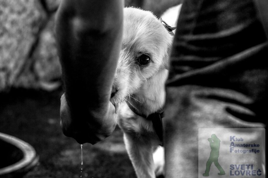 Ivan Kosić (Rijeka): Žega