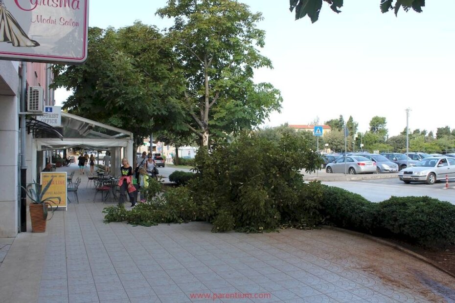 Vjetar je oštetio stablo na ulazu u Roza zgradu (Partizanska ulica u Poreču)