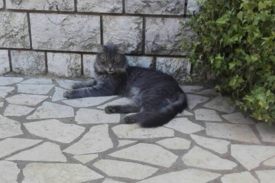 Kod Rošini nestao mačak Spock, jeste li ga vidjeli?