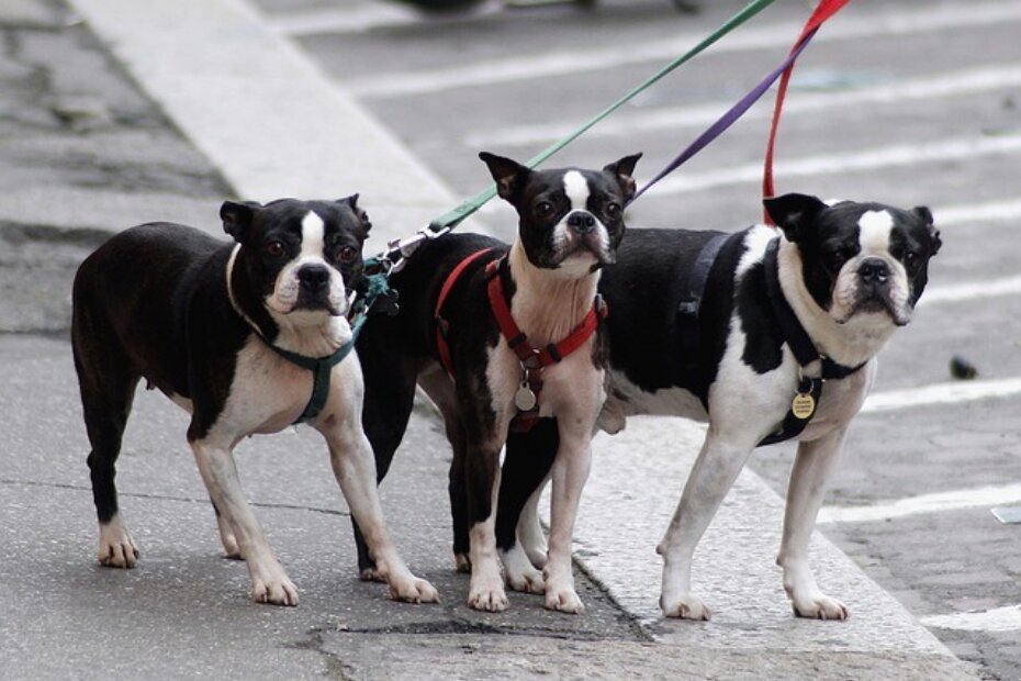 Pse je potrebno šetati na povodcu (ilustracija)