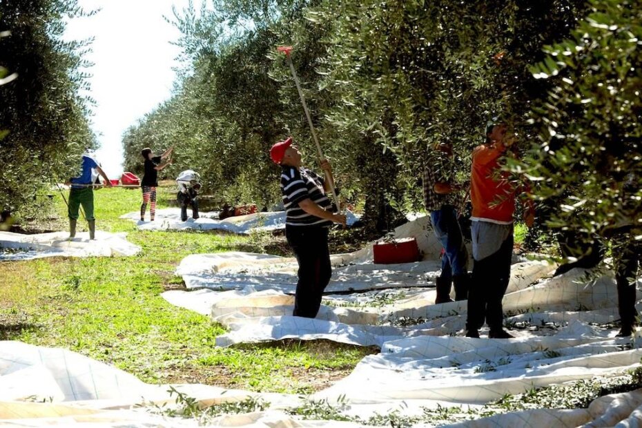 Berba maslina u Agrolaguni (Milivoj MIJOŠEK)