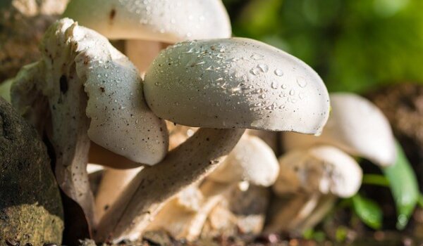 U Galiji izložba "Čudesni svijet gljiva"