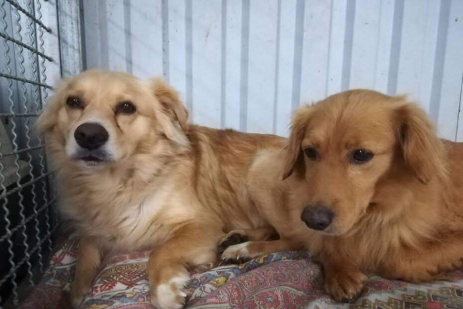 Gricko i Kiko ponovno zajedno i na sigurnom