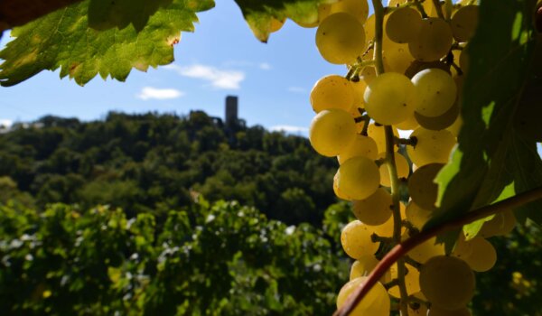 Prvi Sweet Wine &amp; Walk 14. travnja u Momjanu