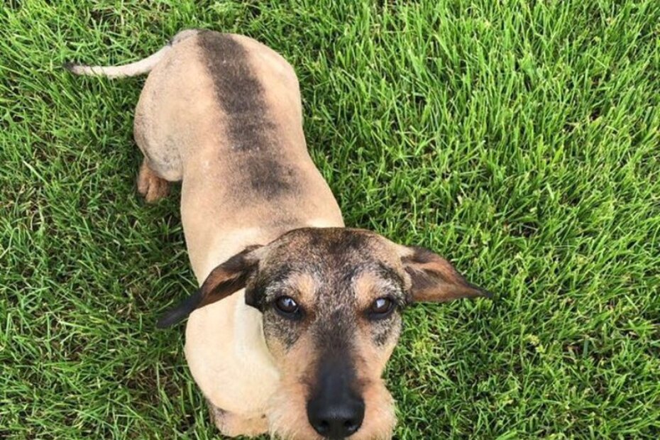 Max je odlutao. Jeste li ga vidjeli?