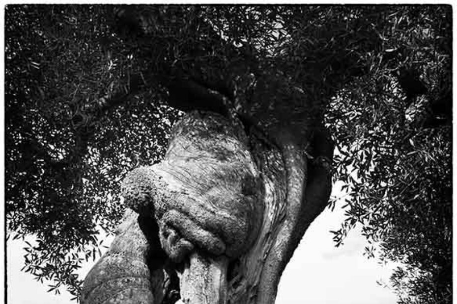 Barbara Luisi, Ulivo 20,  2016