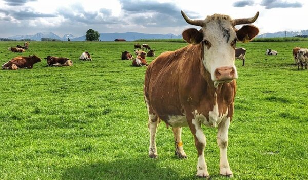 Nove mjere Programa ruralnog razvoja - dobrobit životinja za govedarstvo, svinjogojstvo i peradarstvo