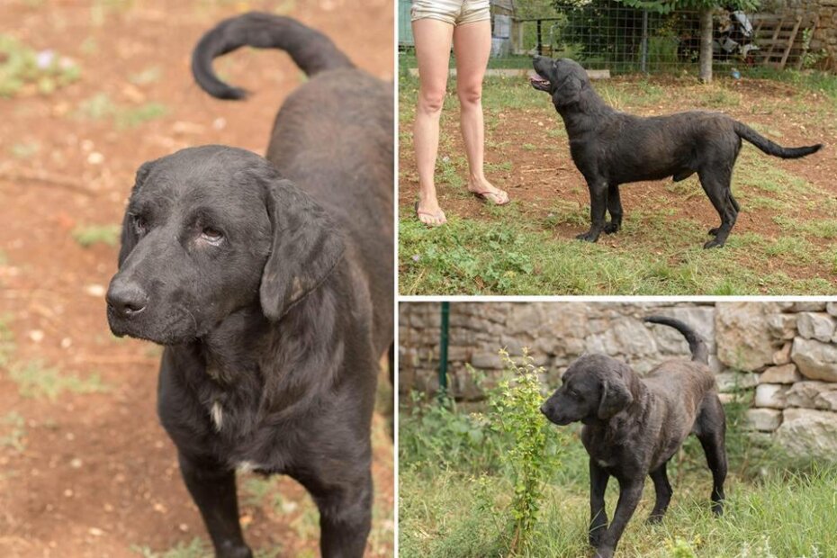 Dino traži dom (Foto: SOS Šape)