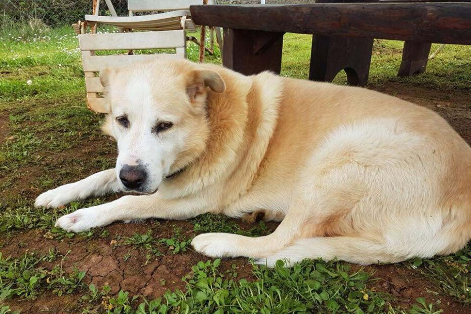 Jeste li vidjeli Đikija?