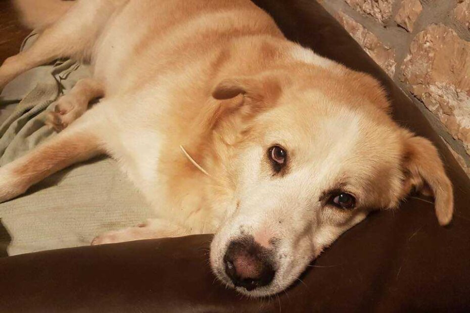 Jeste li vidjeli Đikija?