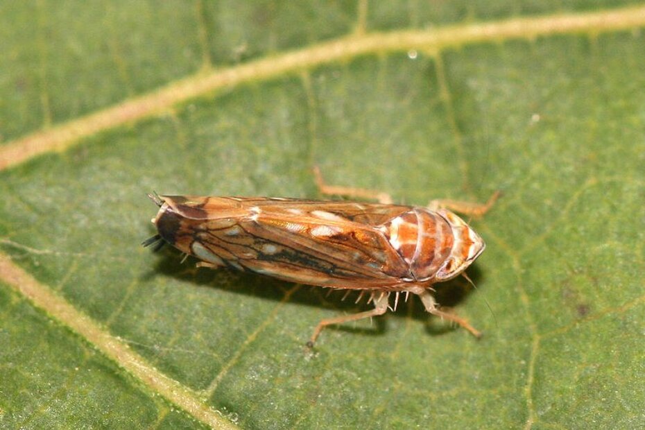 Foto: Yerpo/Wikimedia Commons
