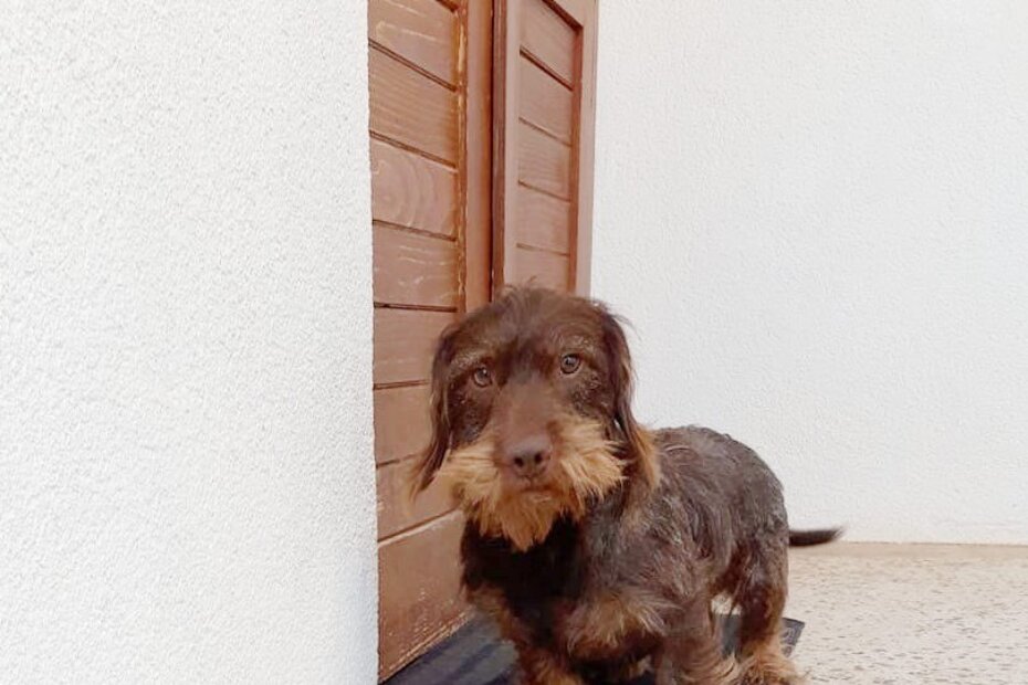 Na području naselja Špadići odlutao Fred