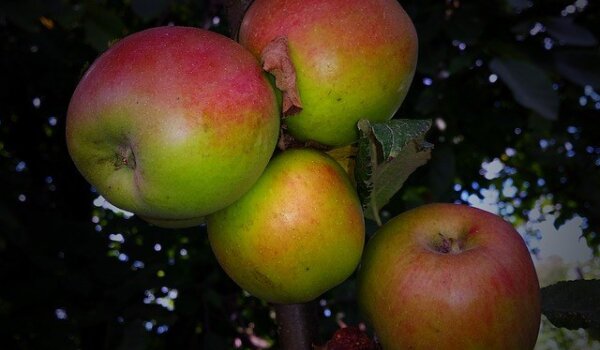 Promocija zaštićenih i ekoloških proizvoda