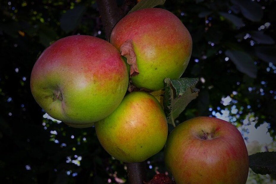 Ilustracija (Pixabay)