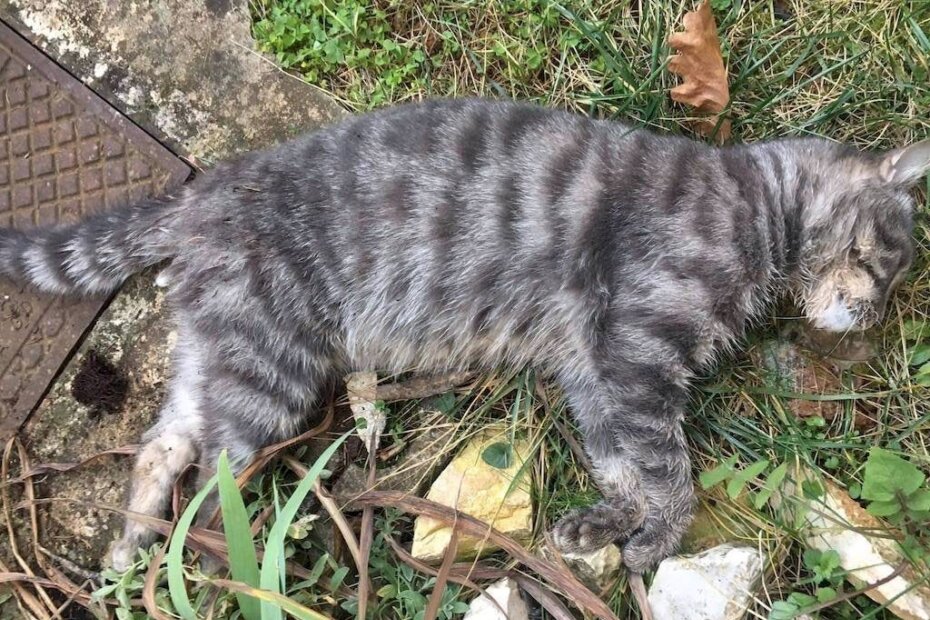 Građani pronalaze mrtve životinje