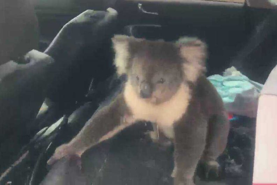 Foto: Tim Whitrow/Facebook