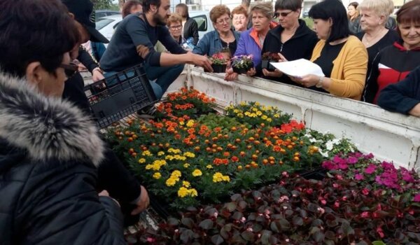 Podijeljeno više od sedam tisuća cvjetnih sadnica za uređenje novigradskih okućnica i balkona