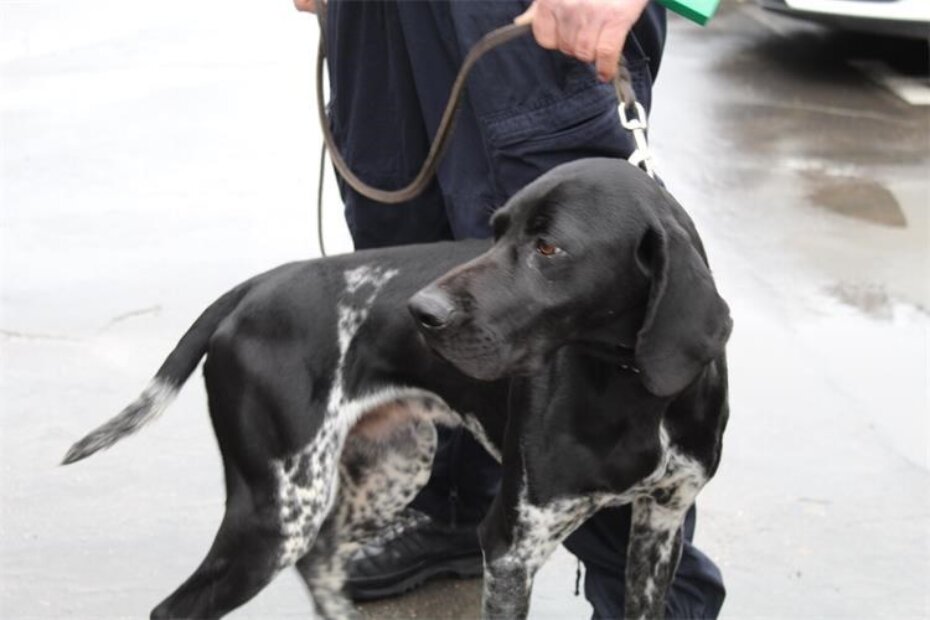 Njemački kratkodlaki ptičar Duks stupio je na "dužnost" prije pet mjeseci i ovo je šesta veća zapljena droge kojoj je bitno pridonio