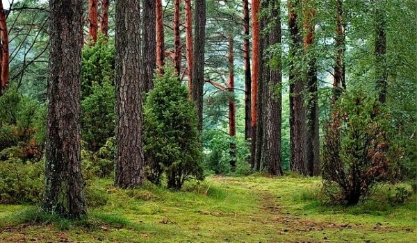 Javni uvid u Program za šumoposjednike dostupan do 31. svibnja