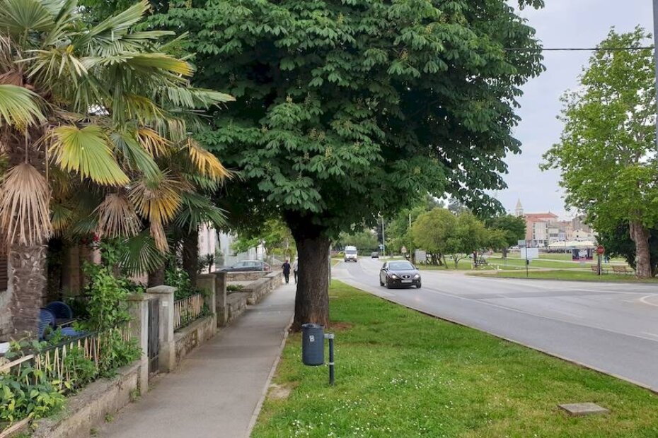 Stabla kestena (ilustracija)