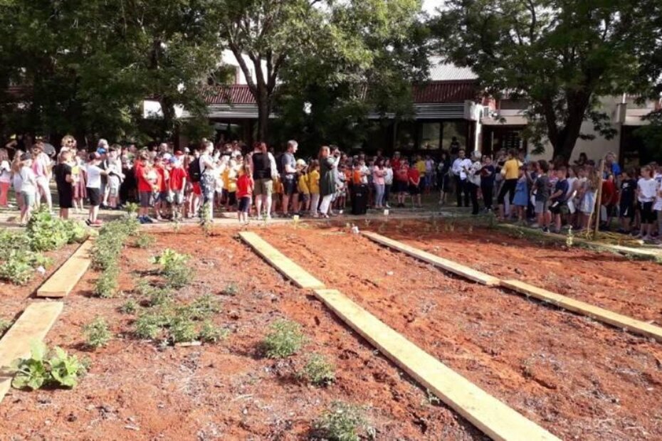 Razne sadnice u školskom vrtu