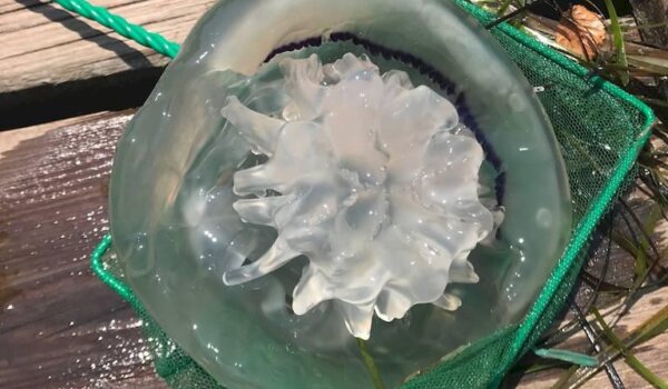 Meduze na Gradskom kupalištu ne peku, oprez ipak potreban