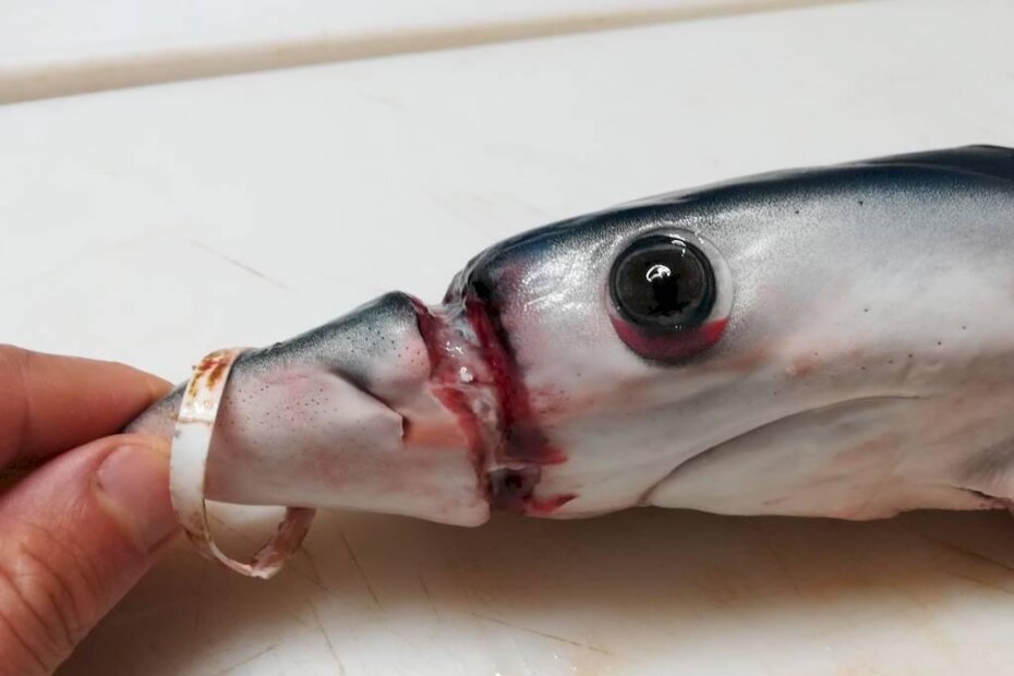 Mladunče plavog kita zarobljeno  plastikom (Foto: Deomenico Ottaviano)